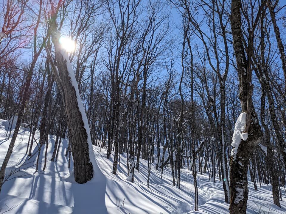 Pisgah woods.jpg